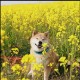 Thu Minh .'s Avatar
