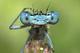 damselfly_02's Avatar
