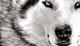 SoiXam359's Avatar