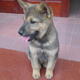 myhut's Avatar