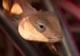 sehtrone's Avatar