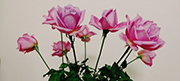 nguyenhuonglan's Avatar