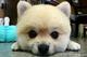 phuongif's Avatar