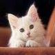 self_confident_thy's Avatar
