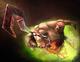 Pudge's Avatar