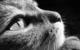 nhox_poo's Avatar