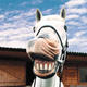 Hanh_Lac's Avatar