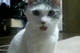 Loi_Tai_Condom's Avatar