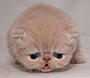 nguyenduylong's Avatar