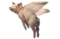 thichthitlon_pork's Avatar