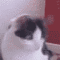lc_lumos's Avatar