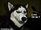 tranquangphu's Avatar