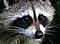 racoon's Avatar