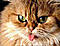 nguoicat's Avatar