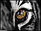 nvonimod's Avatar