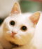 tester888's Avatar