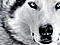 cronaldo9999's Avatar