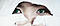 letanclick's Avatar