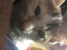 Mr.Lucifer's Profile Picture