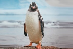 maxiqboy's Profile Picture