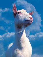 yellowriver's Profile Picture