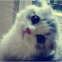 VozBaoBao's Profile Picture