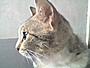 Mr.Katze's Profile Picture
