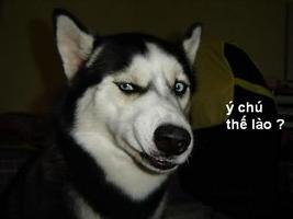 pham.anh1803's Profile Picture