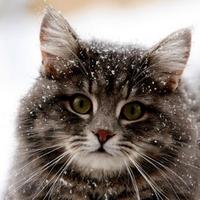levykhtn's Profile Picture