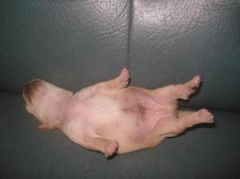 thesow's Profile Picture