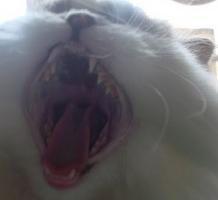 hachac's Profile Picture