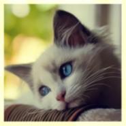 Vaanres's Profile Picture